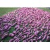 SPRAY FREE KUMARA  3KG Bag LARGE Size Katikati Grown
